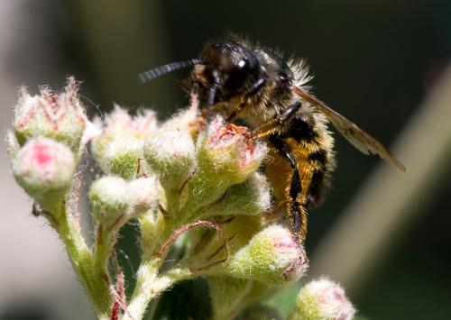 Osmia sp.