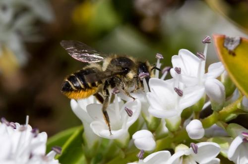 Réf. 45 768 : Megachile centuncularis