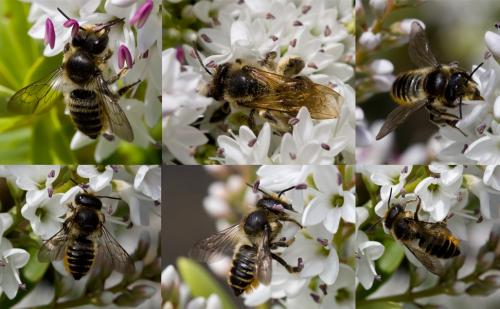 Megachile centuncularis