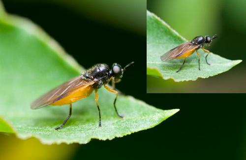 Beris vallata