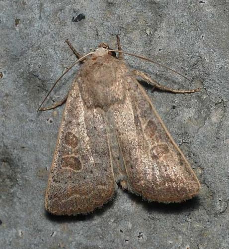Réf. 45 890 : Hoplodrina sp.