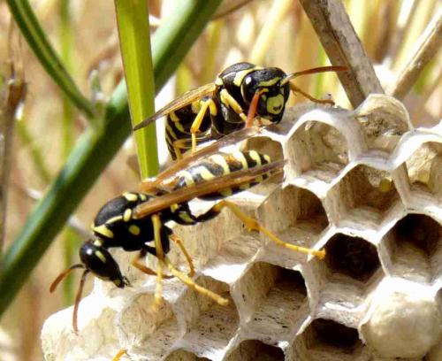 Réf. 45 720 : Polistes gallicus