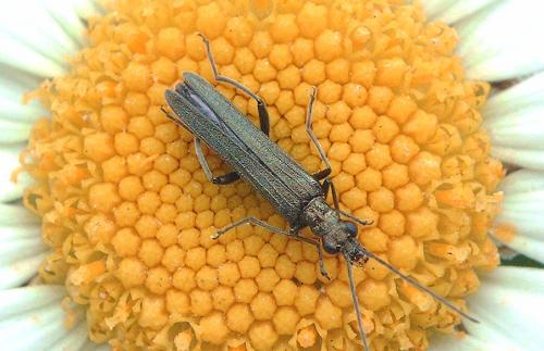 Oedemera sp.