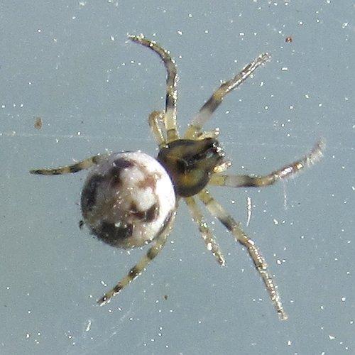 Réf. 45 686 : Neoscona sp.