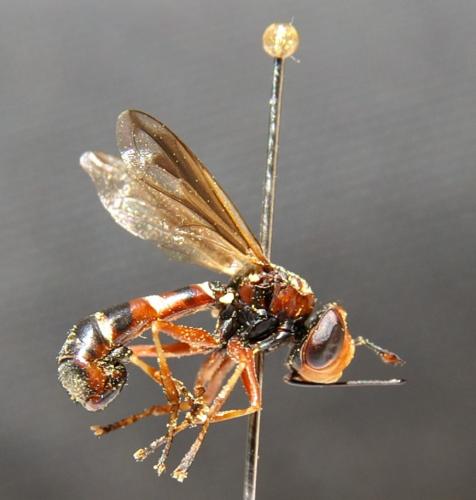 Réf. 45 304 : Physocephala vittata