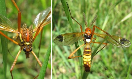 Réf. 45 046 : Ctenophora ornata