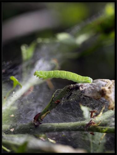 Epirrita sp.
