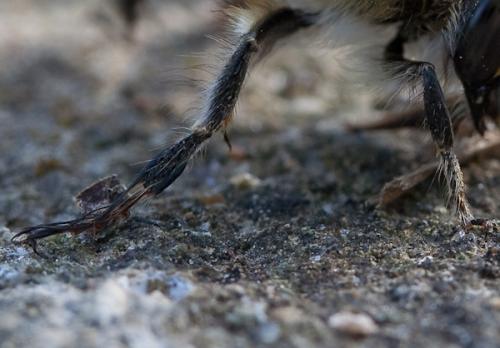 Anthophora plumipes