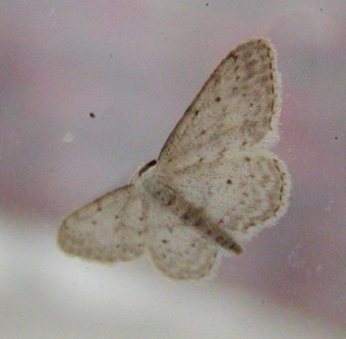 Idaea seriata