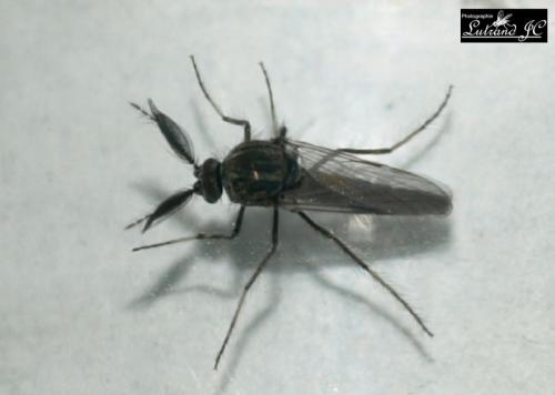 Dasyhelea sp.