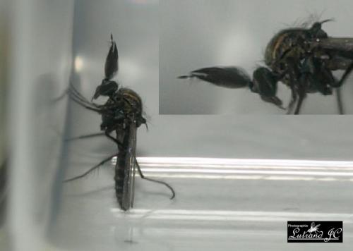 Dasyhelea sp.