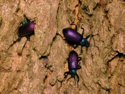 Réf. 45 879 : Metallonotus metallicus