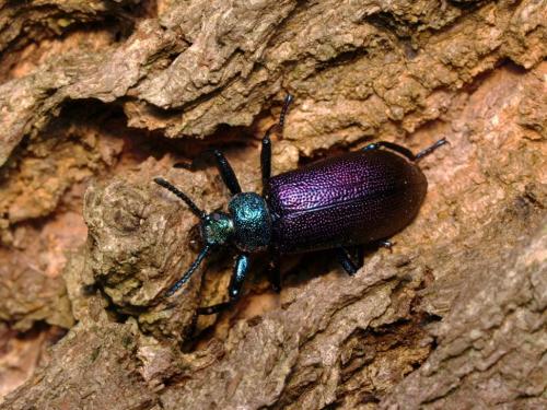 Réf. 45 878 : Metallonotus metallicus