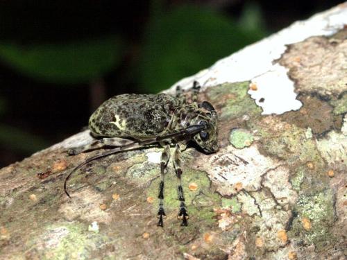 Réf. 45 358 : Lasiopezus variegator