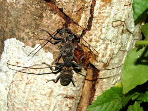 Monochamus sp.