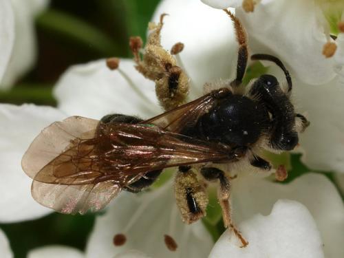 Andrena sp.