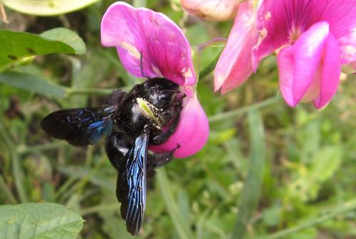 Xylocopa sp.