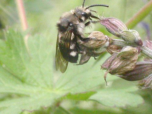 Melecta sp.