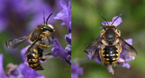 Anthidium sp.