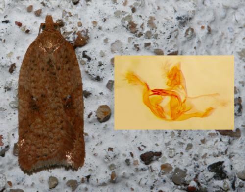 Acleris ferrugana