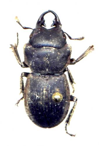 Aegus sp.