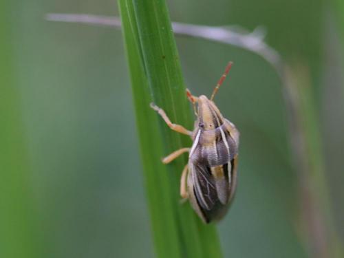 Aelia rostrata cognata