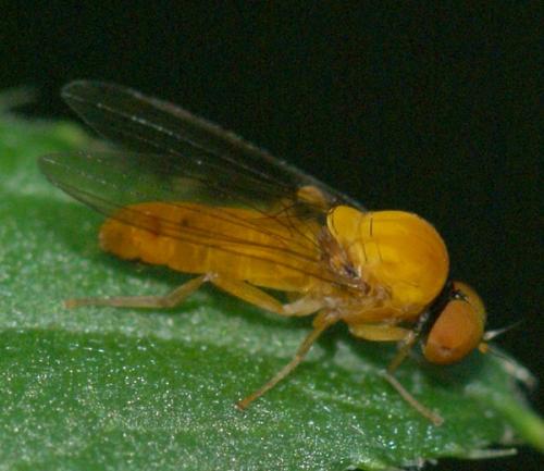 Agathomyia wankowiczii