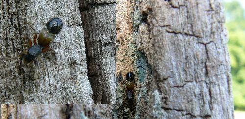 Leptorchestes berolinensis