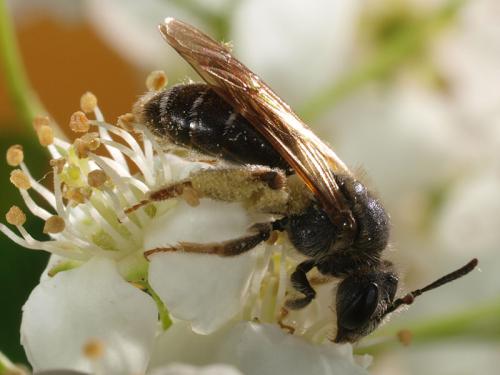 Réf. 45 606 : Andrena sp.