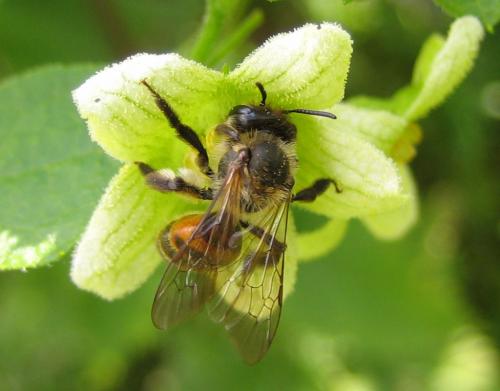 Andrena florea