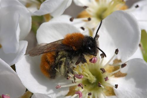 Réf. 45 486 : Andrena fulva