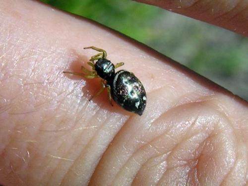 Heliophanus cupreus