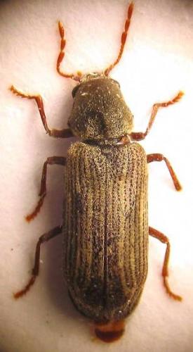 Hemicoelus costatus