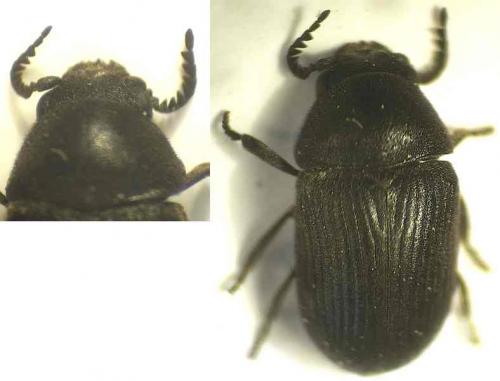 Réf. 45 028 : Xyletinus subrotundatus
