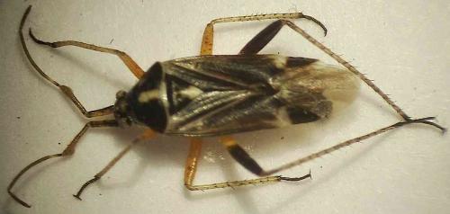 Harpocera thoracica