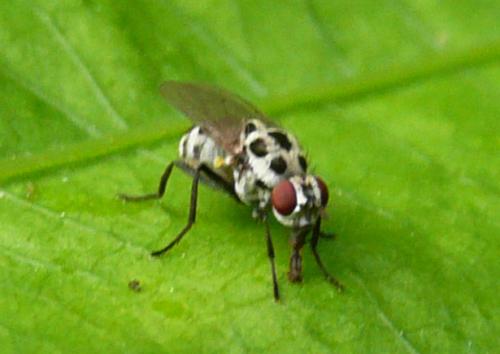 Réf. 45 386 : Anthomyia pluvialis