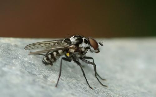 Réf. 45 202 : Anthomyia procellaris