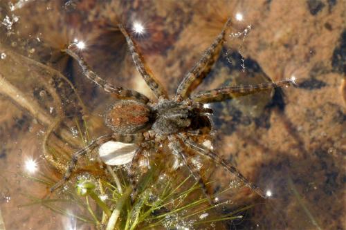 Arctosa sp.