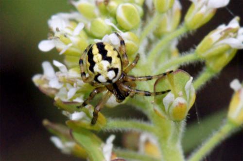 Neoscona adianta