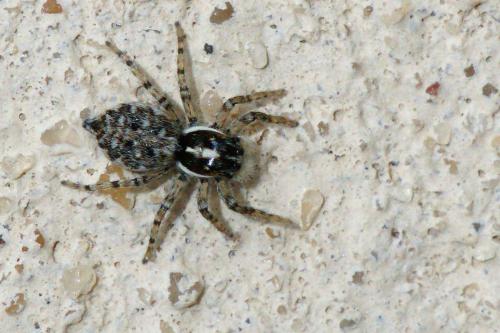 Menemerus semilimbatus