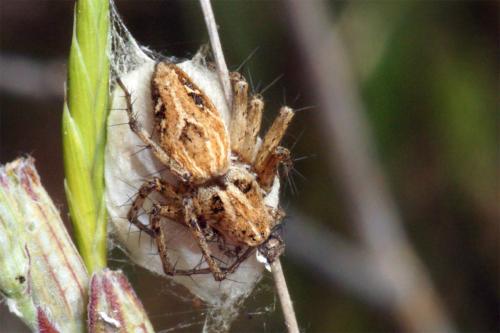 Réf. 45 263 : Oxyopes sp.