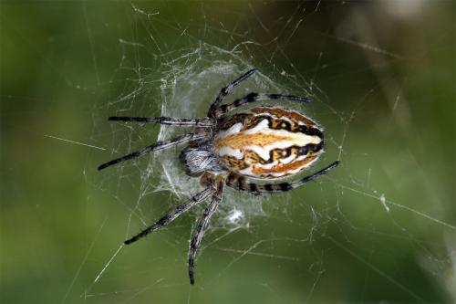 Réf. 45 536 : Aculepeira armida