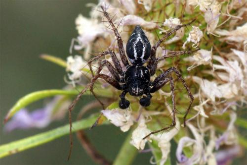Réf. 45 264 : Oxyopes sp.