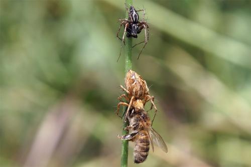 Réf. 45 265 : Oxyopes sp.
