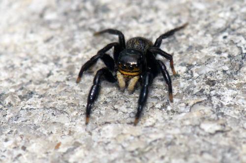 Réf. 45 145 : Euophrys herbigrada