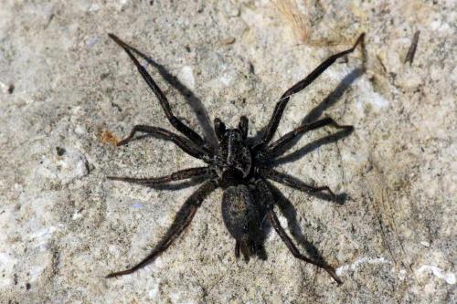 Réf. 45 418 : Nomisia sp.