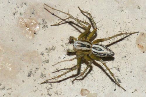 Réf. 45 143 : Oxyopes lineatus