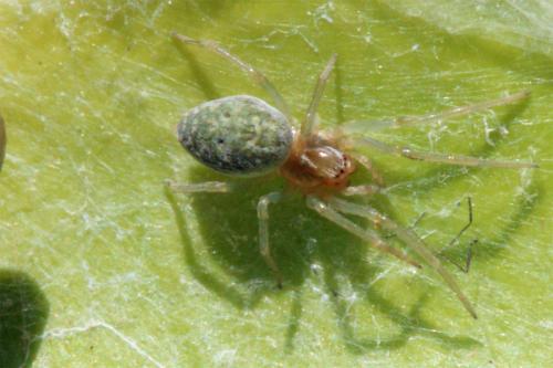 Nigma walckenaeri