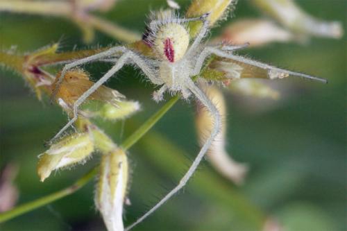 Heriaeus sp.
