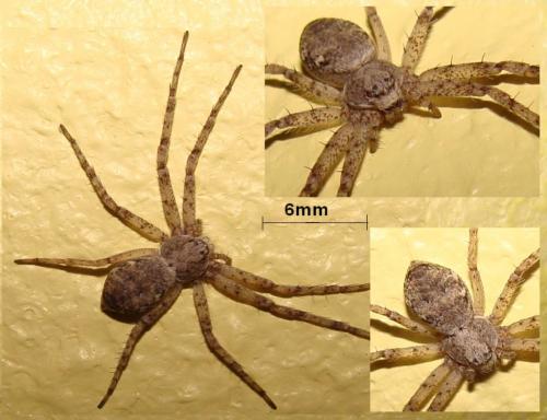 Réf. 45 273 : Philodromus sp.